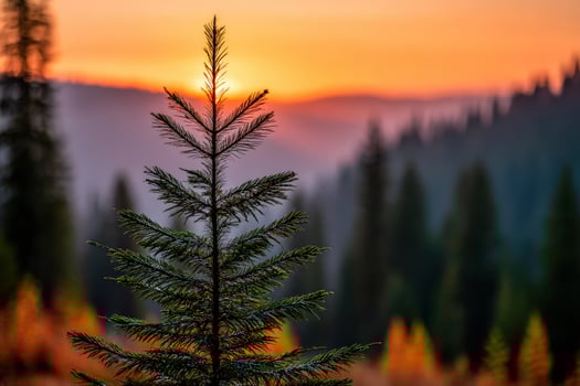 Pine tree silhouette against sunset photo
