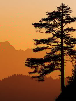 Silhouette of tree at sunset in mountains photo