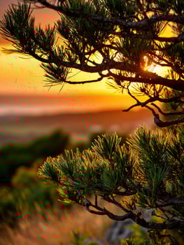 Pine boughs at sunset in the Mountains photo
