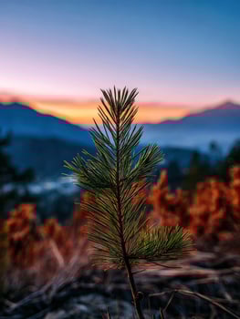 Young pine at sunset in the Mountains photo