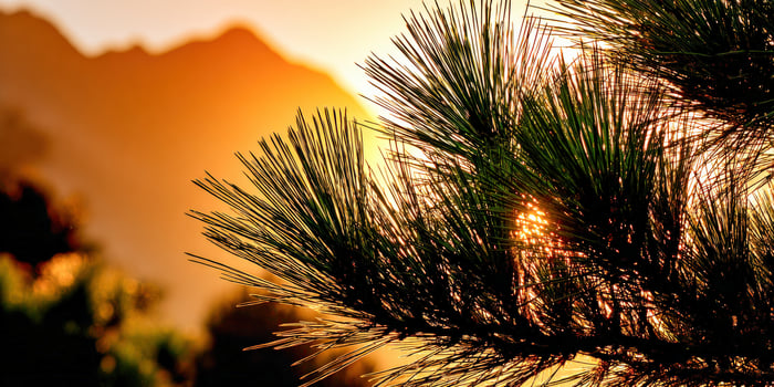 Pine bough against sunrise in Mountains photo