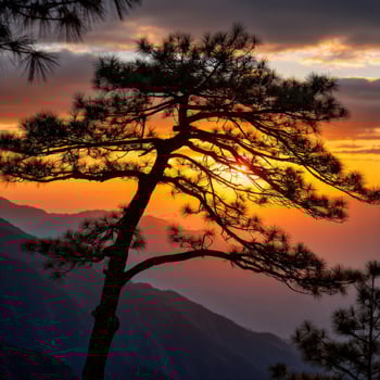 Pine tree silhouette at dusk in Mountains photo