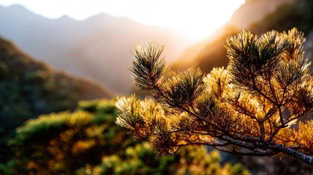 Golden pine branch on Huangshan Mountain photo