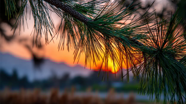 Pine needles with golden sunset view photo