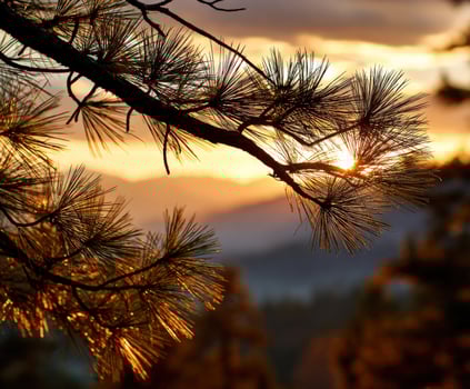 Sunset in the mountains with pine trees photo