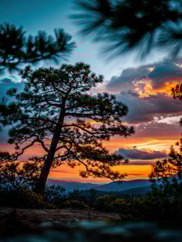Pine tree silhouette at sunset photo