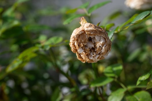 Dry rose flower on rose tree. Dry rose problem including insufficient water, improper soil conditions, pest or disease issues, or even physical damage to the stem or roots. photo