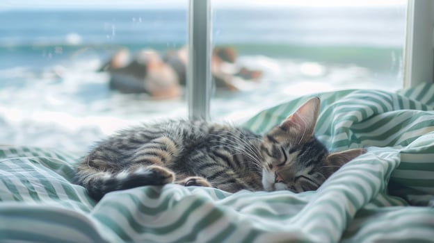 Sleeping tabby kitten by ocean view window on striped blanket in natural light photo