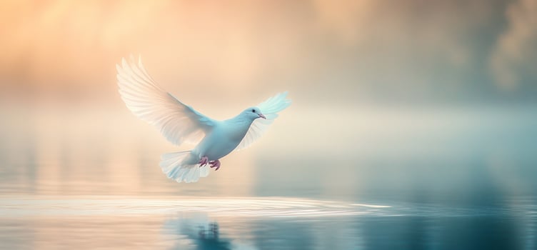 White dove in flight over calm water at sunrise. photo