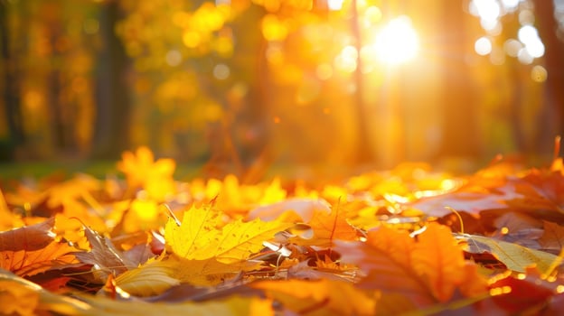 Golden autumn leaves sunlight through trees photo