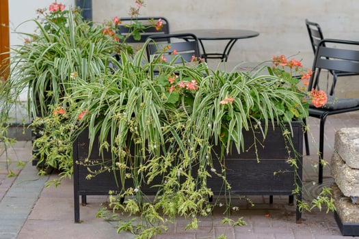A black planter box filled with striped spider plants and vibrant pink and orange flowers. Metal chairs and tables in the background suggest a cozy outdoor setting. photo