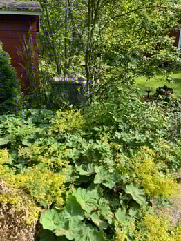house in the garden landscape plants bushes trees stone photo
