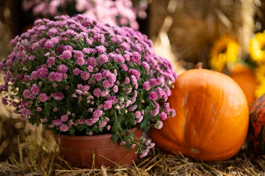 Bright pink chrysanthemums in a pot next to an orange pumpkin on a hay bale during a sunny autumn day. Concept of seasonal decoration, fall harvest, and festive outdoor setting photo