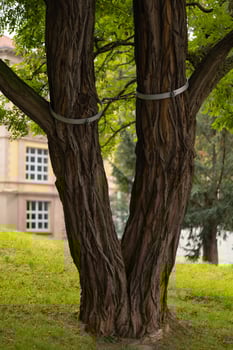 Two large intertwined tree trunks supported by metal bands in green park area near historic building photo