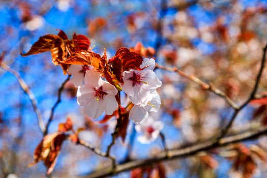 Cherry blossom tree in bloom close-up. Sakura flowers on blurred bokeh background. Garden on sunny spring day. Soft focus. Macro floral photography. Shallow depth of field. photo