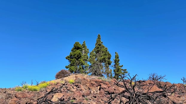 Lush and vibrant green pines standing tall on rocky terrain beneath a clear blue sky above photo