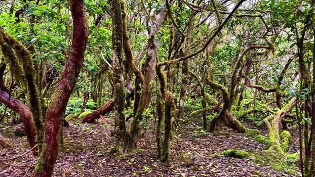 Explore the Mysterious Forest featuring Twisted Trees and thriving Lush Greenery all around photo
