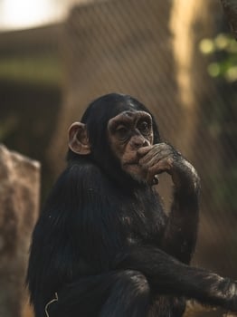 A chimpanzee sitting on a rock with its hand on its chin photo