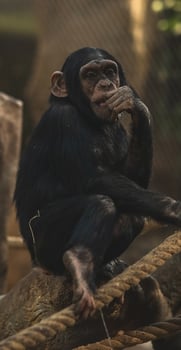 A chimpanzee sitting on a rope in an enclosure photo