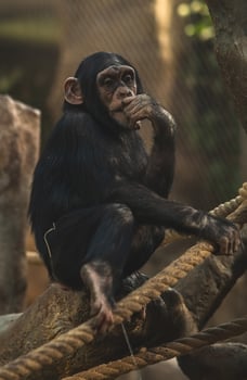 A chimpanzee sitting on a rope in a zoo photo