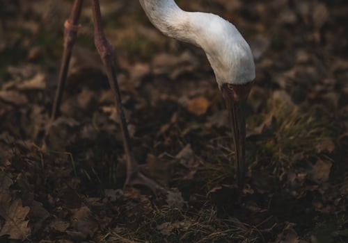 A white bird with long legs is standing in the grass photo
