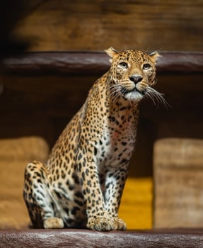 A leopard sitting on a wooden platform in a zoo photo