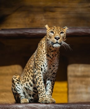 A leopard sitting on a wooden platform in front of a wooden wall photo