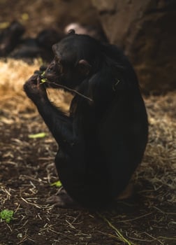A chimpanzee eating a leaf photo