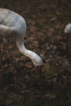 A white bird with a long neck and a long beak photo