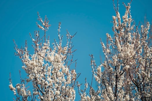 A tree with white flowers against a blue sky photo