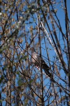 A bird sitting in a tree with no leaves photo