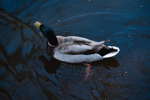 A duck swimming in a pond with water ripples photo