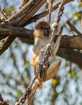 A monkey is hanging from a rope in a tree photo
