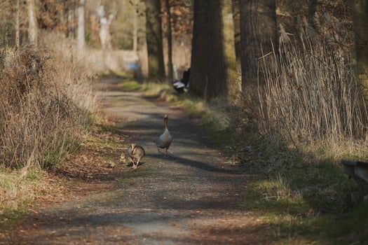 A couple of ducks walking down a dirt road photo