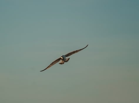 A seagull flying in the sky photo