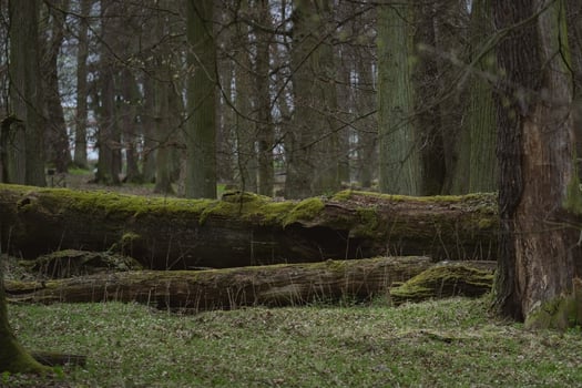A large tree trunk in the woods photo
