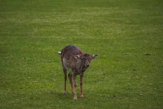 A deer standing in the grass on a green field photo