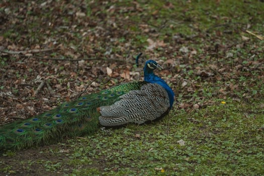 A peacock sitting on the ground in a field photo