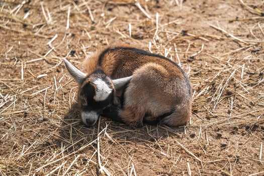 A baby goat laying down in a field of dry grass photo