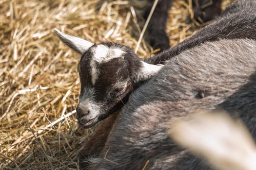 A baby goat laying on the ground photo