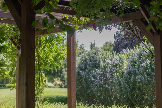 Green foliage frames a sunny garden view through a wooden pergola photo