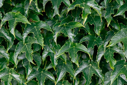 Green leaves with unique shapes covering a wall in a lush environment photo