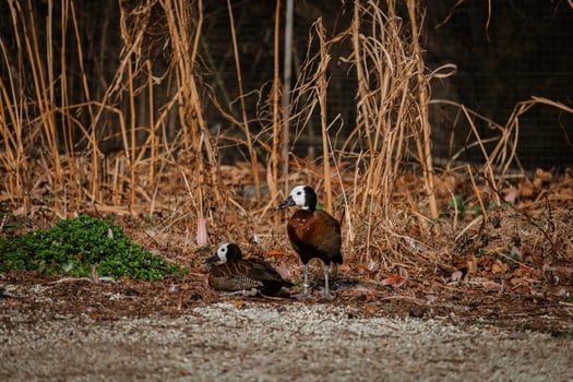 Two birds standing in the dirt near some tall grass photo