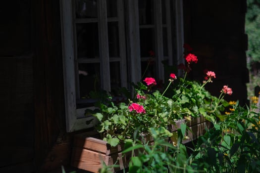 Colorful flowers blooming near a rustic wooden window in sunlight photo