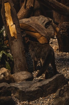 A cat walking through a forest of rocks and logs photo