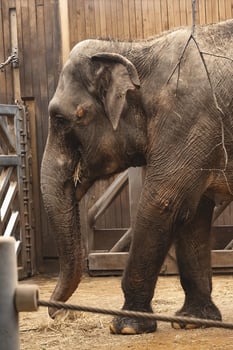 An elephant is standing in a pen with a fence photo