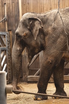 An elephant in a pen with a rope tied to it photo