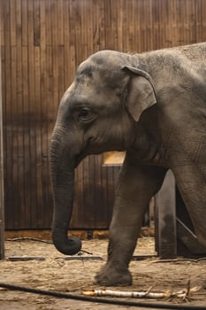 A baby elephant walks in a pen with a wooden wall photo