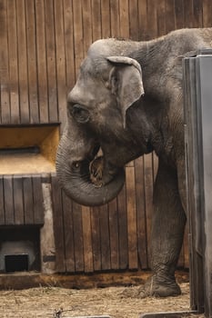 An elephant is standing in front of a wooden door photo