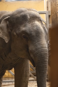 A man is holding an elephant by the trunk photo